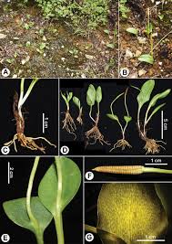 Image result for Ophioglossum gomezianum