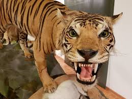 Predatori e Prede – Museo di Storia Naturale
