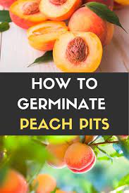 How To Germinate Peach Pits Easy In 2021 Growing Peach Trees Growing Fruit Trees Planting Fruit Trees