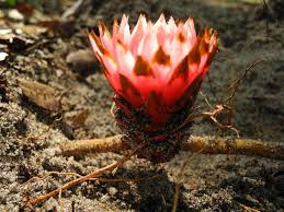 Image result for Agelanthus sp. aff. A. brunneus