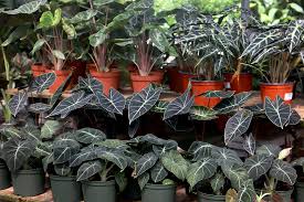 Image result for Alocasia