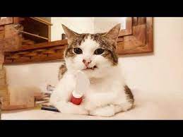 Funniest Cats Don T Try To Hold Back Laughter Funny Cats Life Youtube Cute Funny Animals Cats Cat Life
