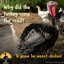 Q Why Did The Turkey Cross The Road A To Prove He Wasn T Chicken In 2020 Cute Jokes Silly Jokes Thanksgiving Jokes