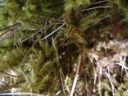 Image result for Hedythyrsus thamnoideus