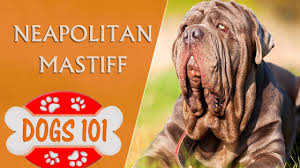 The neapolitan mastiff is a serious, powerful dog. Dogs 101 Neapolitan Mastiff Top Dog Facts About The Neapolitan Mastiff Youtube