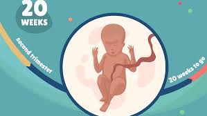 Ansewers social studeies weekly week 14. 20 Weeks Pregnant Baby Development Symptoms And More