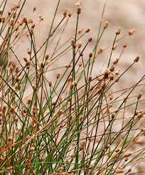 Image result for Eleocharis geniculata