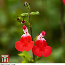Maybe you would like to learn more about one of these? Salvia X Jamensis Hot Lips Plants Thompson Morgan