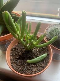 Too much water can cause the leaves to swell, become soft and mushy, and eventually fall off. Cactus And Succulents Forum Coral Jade Plant S Leaves Falling Off Garden Org