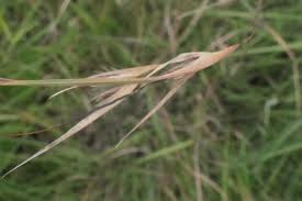 Image result for Themeda triandra