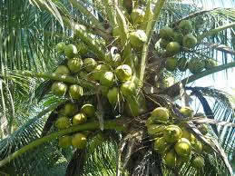 Kelapa pandan merupakan kelapa jenis rendah yang diperkenalkan dari thailand pada tahun 1971. Marisya Delima Enterprise Membekal Dan Menjual Anak Pokok Kelapa Matag