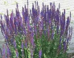 Salbei gedeiht auch gut in mischkultur, wie z.b. Steppen Salbei Salvia Nemorosa Pflege Schneiden Winterhart Garten Anpflanzen Gartenpflanzen Winterhart Garten Pflanzen
