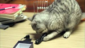Telefonla Oynayan Kedi Pati Youtube