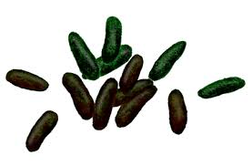 Des rats dans votre maison ? Zoobot