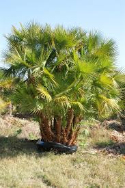 It gives a nice tropical look to a garden and does not require a lot of care. Paurotis Palm Acoelorrhaphe Wrightii Palmco Wholesale Palms Florida