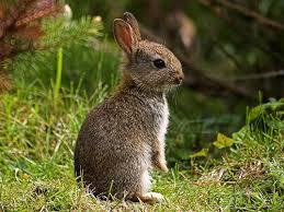 Termenul de iepure desemnează o serie de specii de mamifere cu urechi lungi din familia leporidae, ordinul lagomorpha.acestea se clasifică în 2 categorii: Iepure De Camp Mamifere Din Delta DunÄƒrii FlorÄƒ Si FaunÄƒ Sarichioi Ro Jouwweb Nl