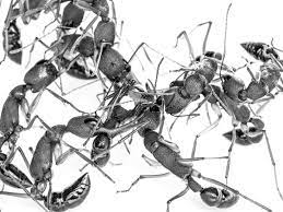 It's really, really useful for this ant colony to have ants of these different sizes adam: The Ants That Gave Up Critical Thinking To Have Babies The Atlantic