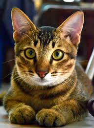 My Naughty Cat Zai Zai When He Was In The Age Of Six Months Old Cute Animals Crazy Cats Cats And Kittens