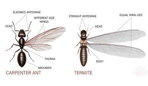 The tunnels and galleries of the carpenter ants will be very smooth and finished; Western Exterminating Carpenter Ants Vs Termites
