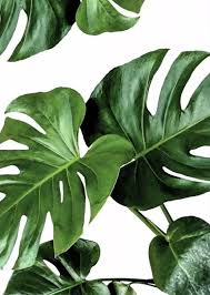 Pin By Lina Aydin On Fav Watercolor Plants Plant Wallpaper Plants