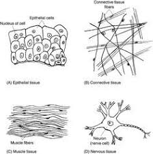 A board game to use for revision of the first lessons' learning. Connective Muscle And Neural Tissues Coloring Worksheet Printable Worksheet Template