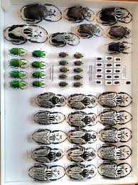 Image result for Ceropegia togoensis