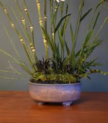 Image result for Mondia ecornuta