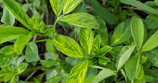 Image result for Alfalfa mosaic virus