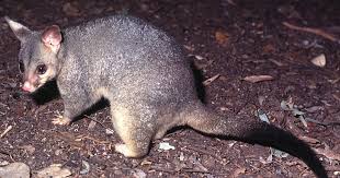 What to do if there's a possum in your roof