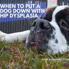 As a pet owner, the decision whether or not to euthanize can be a very difficult one to make. When To Put A Dog Down With Hip Dysplasia Dog Leash Pro