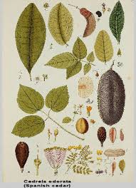 Image result for Cedrela