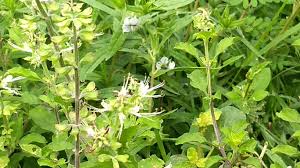 Image result for Ocimum filamentosum