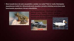Canlilarin Yasam Alani Tum Canlilarin Yasam Alani Dunya Ppt Video Online Indir