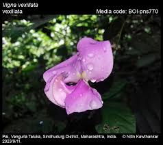 Image result for Vigna vexillata