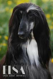 Black And Tan Hound Dog Black And Tan Afghan Hound Hound Dog Dogs