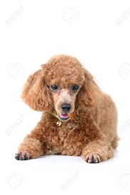 We did not find results for: Brown Toy Poodle In Classic Poodle Cut Groomed Professionally Stock Photo Picture And Royalty Free Image Image 2634450