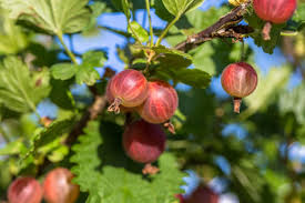 In bezug auf die größe werden amerikanische stachelbeeren etwa ½ zoll lang und ihre europäischen gegenstücke etwa 1 cm lang. Stachelbeere Pflanzen Vermehren Verwerten Plantura
