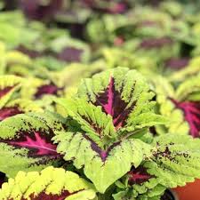 We have a wide selection of all types of plants including house, tropical and indoor plants. The Home Garden Center 16 Photos Nurseries Gardening 4513 W Loop 281 Longview Tx Phone Number Yelp