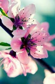 Flowers are precious beauty of nature, which gives expression to our emotions. 900 All Variety Of Roses Flowers Ideas Flowers Beautiful Flowers Pretty Flowers