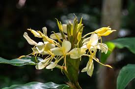 Image result for Hedychium