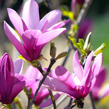 It S Been A Hard Day S Night And I Ve Been Working Like A Dog Pretty Flowers South Coast Botanic Garden Beautiful Flowers