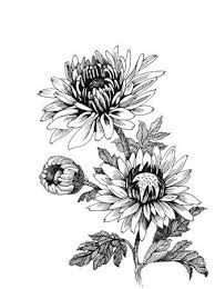 Hand Drawing Chrysanthemum Chrysanthemum Tattoo Chrysanthemum Drawing Name Flower Tattoo