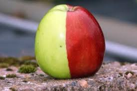 Hasil gambar untuk dua warna