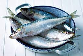 34 Gambar Ikan Sarden