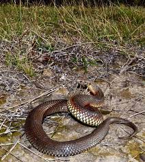 Highland Copperhead Austrelaps Ramsayi Crafty Art Highland