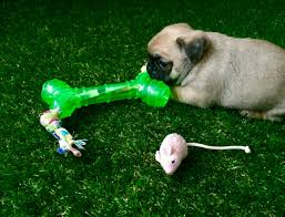 It won't grow and 2. Pet Friendly Artificial Grass Versus Real Lawns What S Best For Your Pets