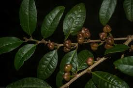 Image result for Cleistanthus