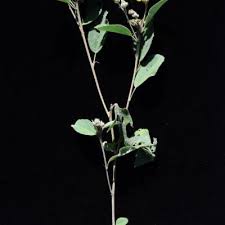 Image result for Melhania acuminata