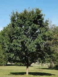 Image result for Ulmus parvifolia