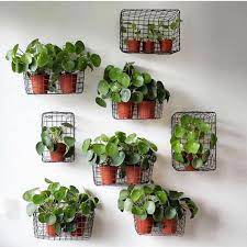Zz Botanical And Home On Instagram Cool Pilea Wall Chinese Money Plants In Store Now Photo Replantnl Chinese Money Plant Plant Decor Plants